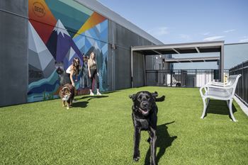 A black dog is running on a green lawn with a mural of people and mountains in the background.